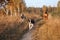 Three dogs Rhodesian Ridgeback, Border Collie and Hollandse herder Fight together gallop in the autumn dry field