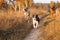 Three dogs Rhodesian Ridgeback, Border Collie and Hollandse herder Fight together gallop in the autumn dry field