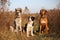 Three dogs Rhodesian Ridgeback, Border Collie and Hollandse herder sit in an autumn field