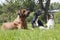 Three dogs (Rhodesian Ridgeback hound Hort, Papillon)