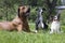 Three dogs (Rhodesian Ridgeback hound Hort, Papillon)