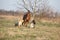 Three dogs running with chestnut horse