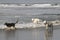 Three dogs running in the water at the beach