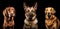 Three dogs sitting next to each other against black background. Generative AI. Close-up shot panorama banner