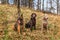 Three dogs sitting in an oak forest. Spring walk with dogs. Sheepdog, Weimaraner and Flat coated retriever