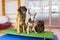 Three dogs sitting on a wobble board in an animal physiotherapy office