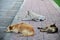 Three dogs sleep on street
