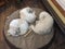 Three dogs sleeping napping on a round dog bed together friends