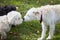 Three dogs sniffing each other in the park