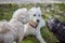 Three dogs sniffing each other in the park