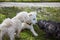 Three dogs sniffing each other in the park