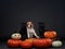 three dogs stand on pumpkins. Pet in Halloween decoration on a dark background. Two pugs and a beagle