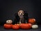three dogs stand on pumpkins. Pet in Halloween decoration on a dark background. Two pugs and a beagle