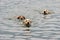 Three dogs swimming
