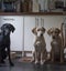 Three dogs waiting for their dinner