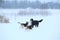 Three dogs walking on winter meadow in snow