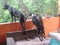 Three dogs watch ingaby in front of their house