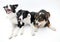 Three Dogs on White Background