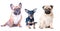 Three dogs on a white background, isolated. French Bulldog, Pug