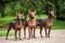 Three dogs of Xoloitzcuintli breed, mexican hairless dogs standing outdoors on summer day