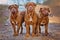 Three dogue de bordeaux dogs