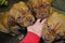 Three Dogue de Bordeaux Puppies