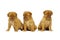 Three Dogue De Boudeux Puppies Isolated on a white background