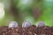 Three dollar coins planted in the soil in front of a blurred green background