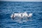 Three dolphins moving synchronized in ocean