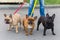 Three domestic dogs French Bulldog breed