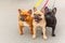 Three domestic dogs French Bulldog breed