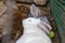 Three domestic furry white and grey farm rabbits bunny sleeping in cage at animal farm. Livestock food animals growing in cage