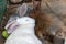 Three domestic furry white and grey farm rabbits bunny sleeping in cage at animal farm. Livestock food animals growing in cage