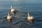 Three domestic geese on river