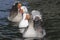 Three domestic geese swiming on a lagoon