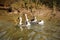 Three domestic goose