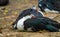 Three Domestic muscovy ducks are sitting.Red face Muscovy ducks.White, black and red Muscovy duck in nandavan zoo of raipur,