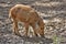 Three domestic pigs on range land with their snouts in the dirt foraging for food