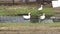 Three domestic white geese goes on the field