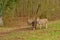 Three donkeys in ameadow - Equus africanus asinus