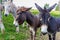 Three donkeys behind the fence. Donkeys at countyside. Farm concept. Animals concept. Pasture background.