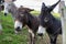 Three donkeys behind the fence. Donkeys at countyside. Farm concept. Animals concept. Pasture background.