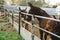 Three donkeys behind the fence. Donkeys at countyside. Farm concept. Animals concept. Pasture background. Cute donkeys looking at