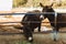 Three donkeys behind the fence. Donkeys at countyside. Farm concept. Animals concept. Pasture background. Cute donkeys looking at