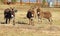 Three donkeys in a field in front of a corral looking at you