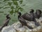 Three Double crested cormorant bird in a lake