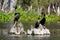 Three Double-crested Cormorant sitting on tree stump in Everglades National park - Florida - USA