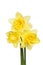 Three double daffodils