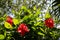 Three Double Hibiscus in Tree