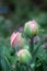 Three Double Ruffled Pink Tulip After the Rain